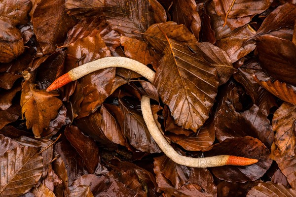 Dog stinkhorn