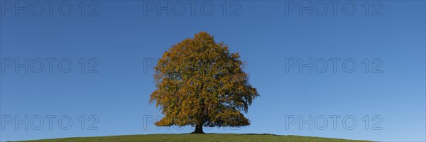 Common beech