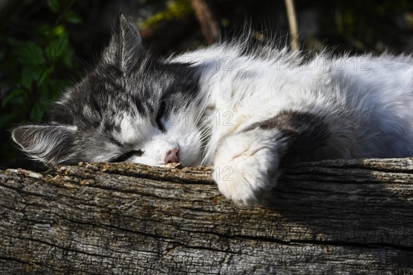 Main Coon domestic cat mixed-breed