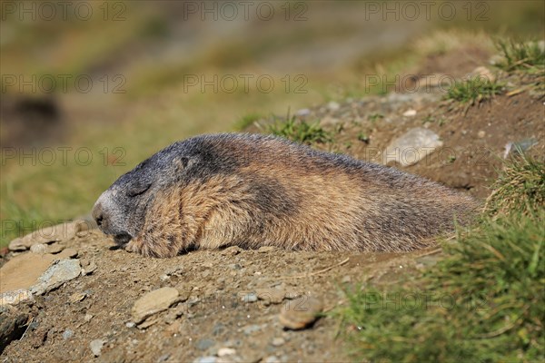 Alpine Marmot