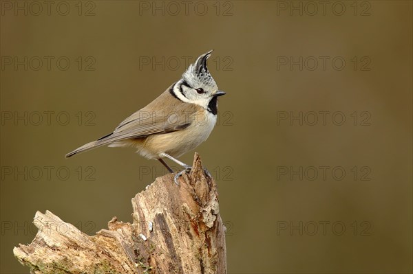 Crested tit