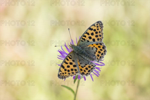 Queen of Spain fritillary butterfly