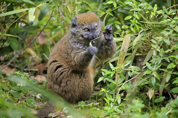 Lac Alaotra bamboo lemur