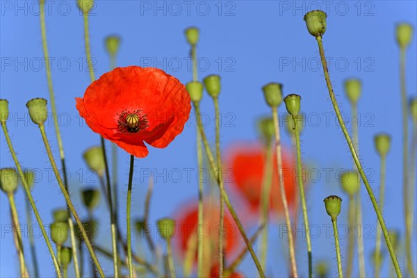 Poppy flowers