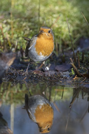 European robin