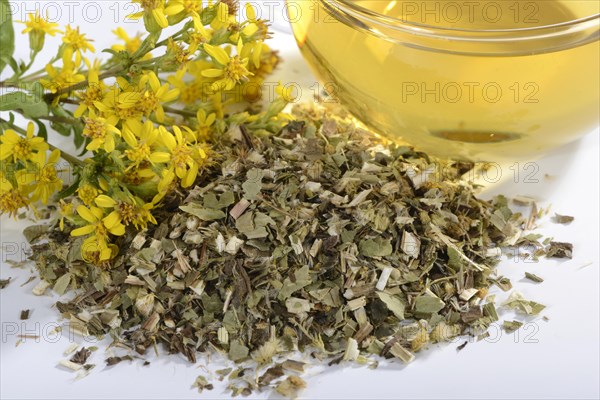 Cup goldenrod tea