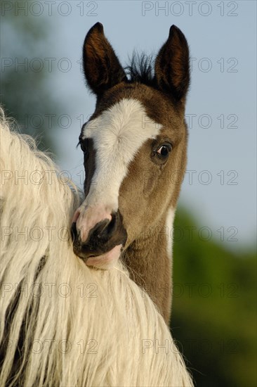 Arabian Pinto