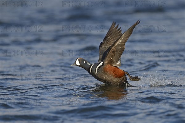 Harlequin duck