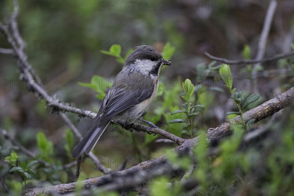 Grey-headed Chickadee