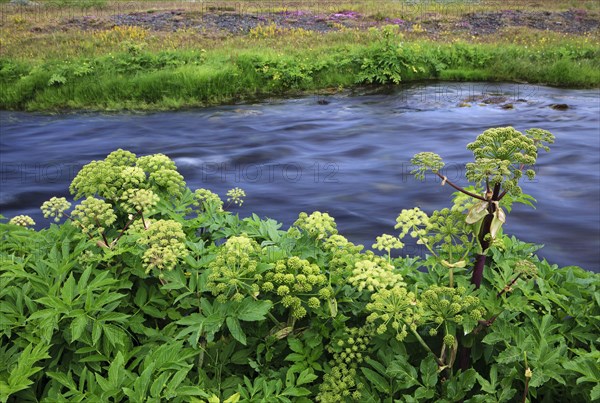 Norwegian angelica