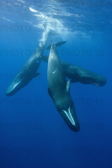 Socializing group of sperm whales