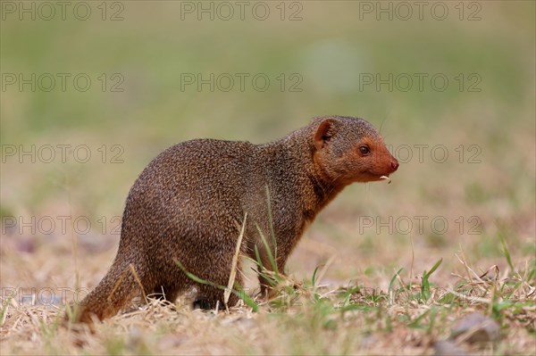 Common Dwarf Mongoose