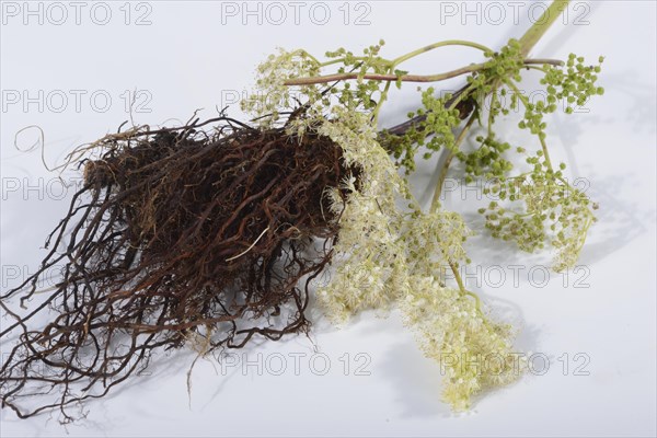 Meadowsweet