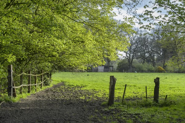 Meadow