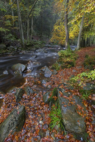 La Hoegne torrent