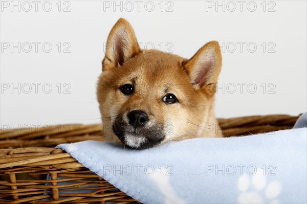 Shiba-Inu