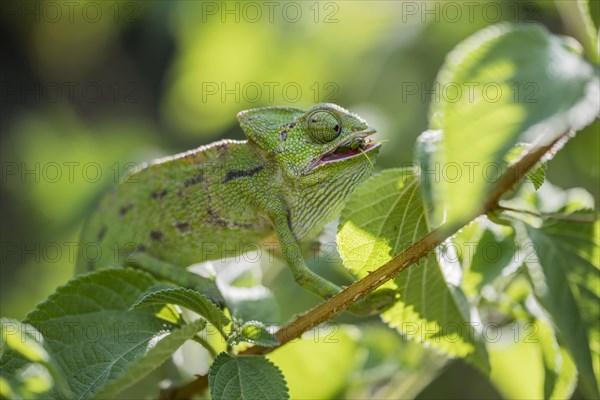 Mediterranean chameleon