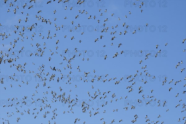 Snow geese