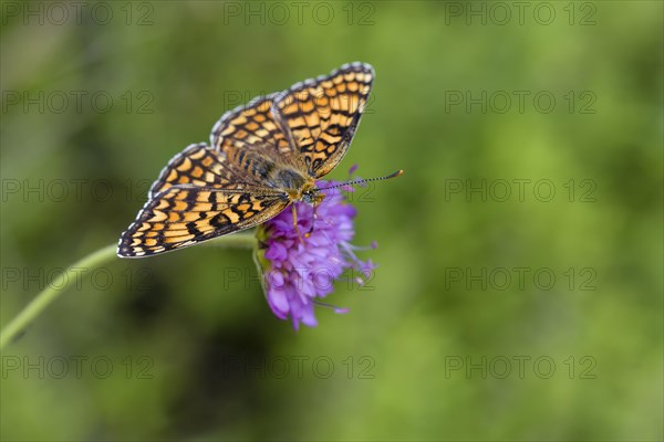 Knapweed fritillary