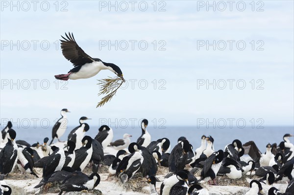 Sealion Island