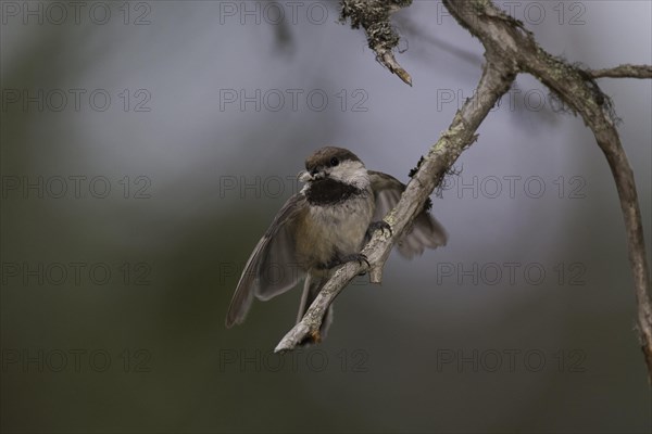 Grey-headed Chickadee