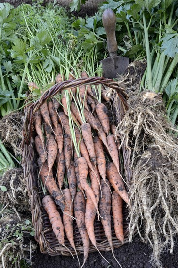 Freshly harvested carrots