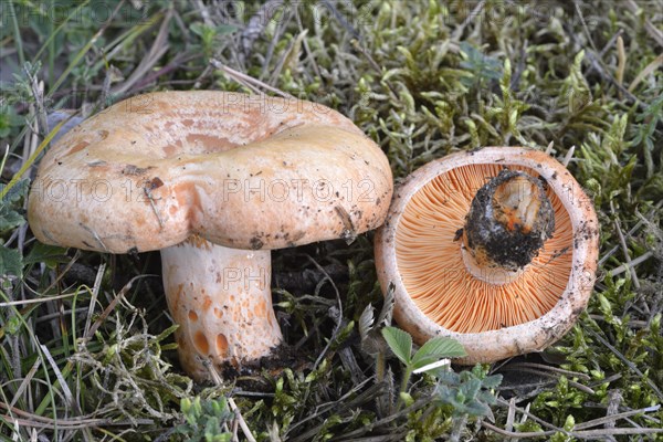 Lactarius deliciosus