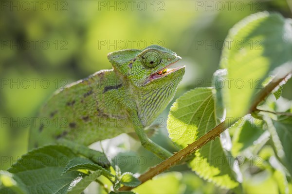 Mediterranean chameleon