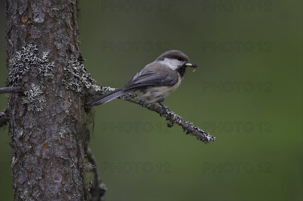 Grey-headed Chickadee