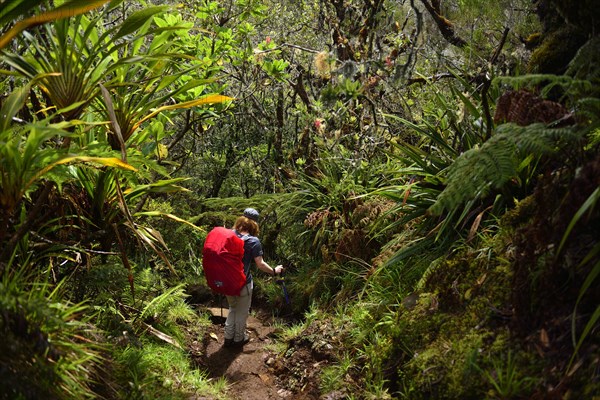 Hike from La Plaine des Cafres to Gite de la Caverne Dufour at Piton du Neige