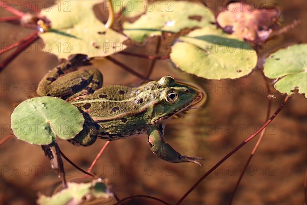 Pool frog