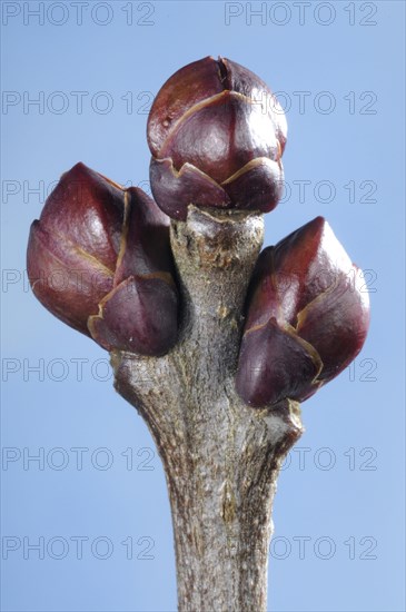 Lilac bud