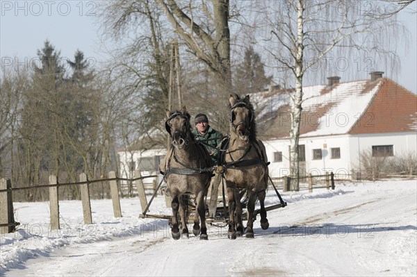 Sleds with Konik horses