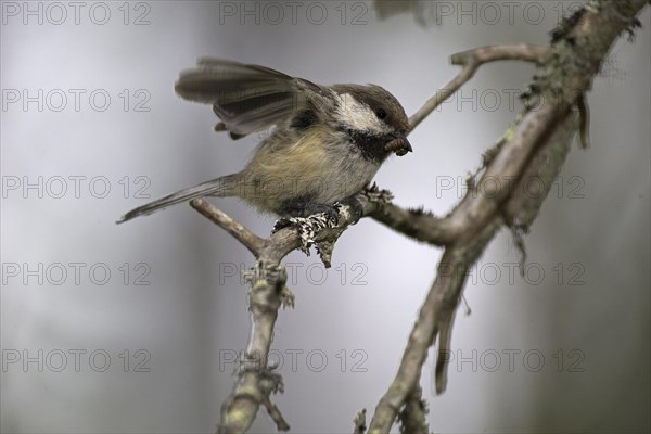 Grey-headed Chickadee