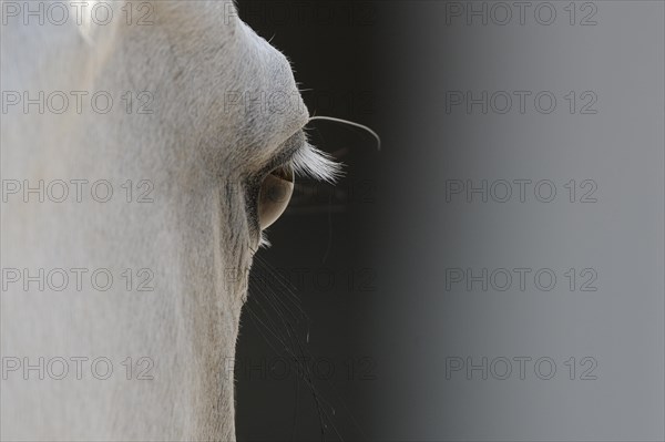 Arabian thoroughbred