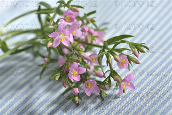 Centaury