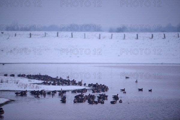 White-fronted Goose