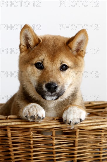 Shiba-Inu