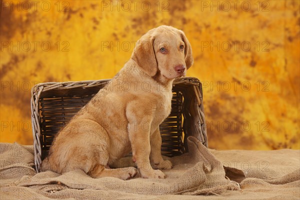 Chesapeake Bay Retriever