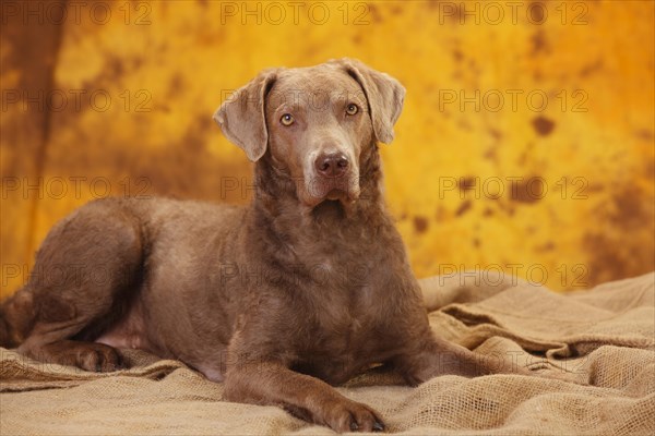 Chesapeake Bay Retriever