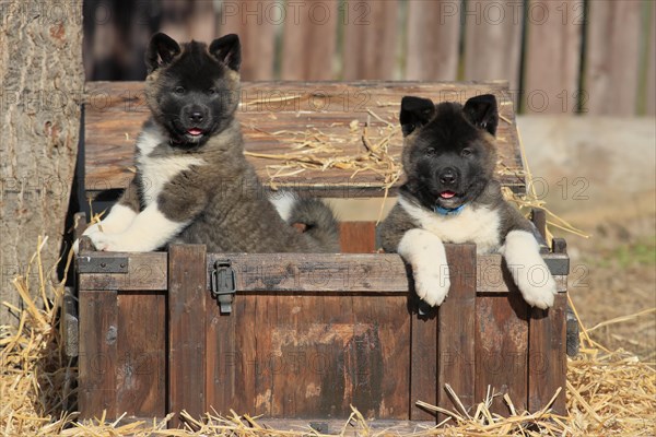 American Akita puppies