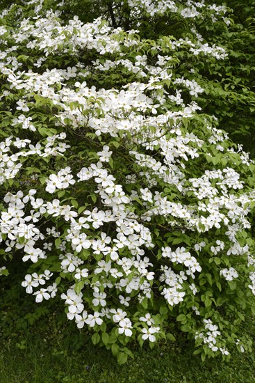 Flowering dogwood