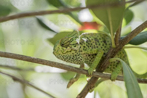 Mediterranean chameleon