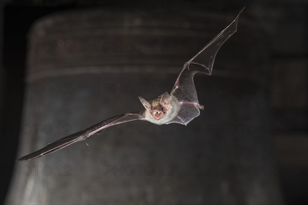 Greater mouse-eared bat