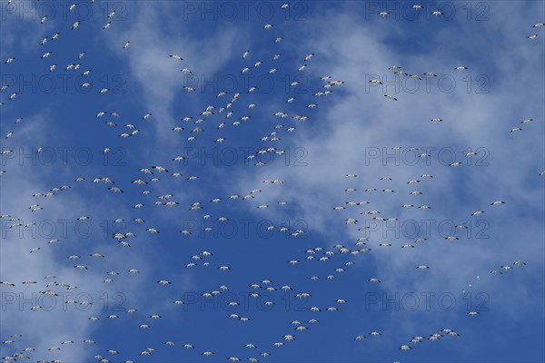 Snow geese