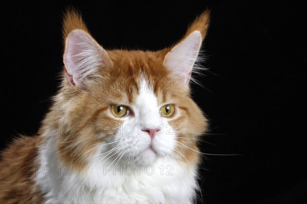 Maine Coon cat