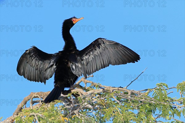 Reed Cormorant