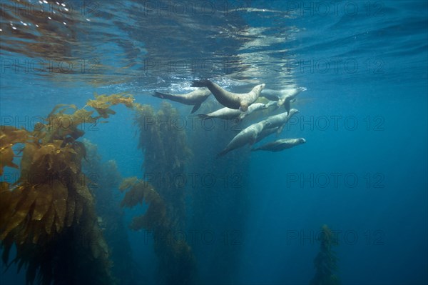 California sea lions