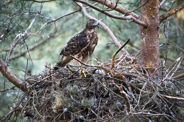 Northern goshawk