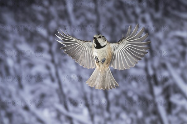 Crested tit